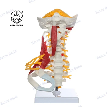 Coloanei vertebrale Model | Anatomia Corpului Uman Replica de Musculos Vertebrelor Cervicale pentru Birou Medici Instrument Educațional